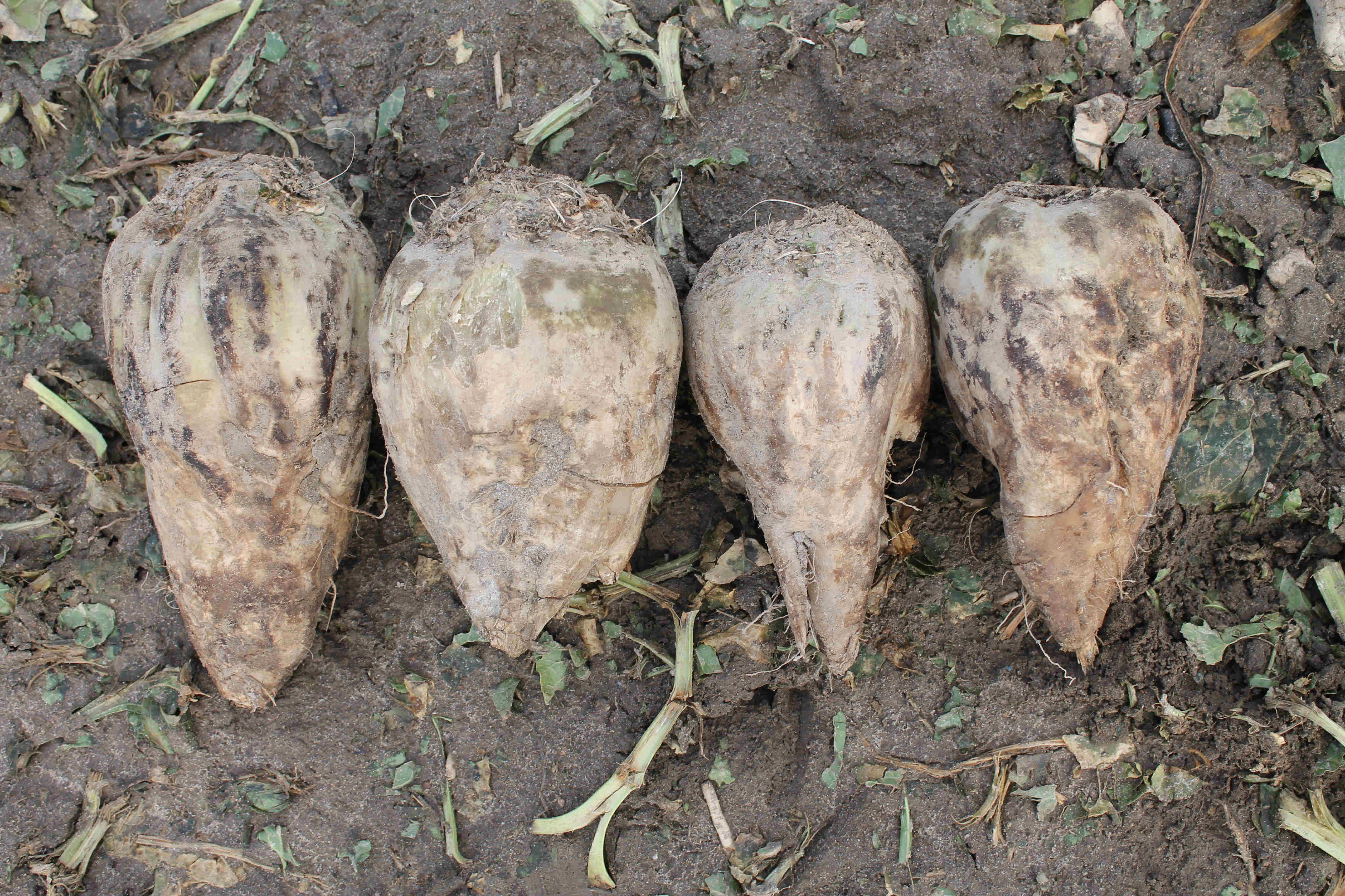 Podsumowanie Kampanii 2022/2023. Wzrost ceny buraków kontraktowych o 1 euro !